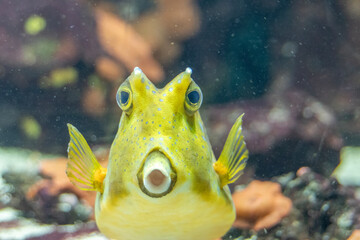 longhorn cowfish from the front