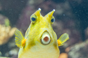Frontal closeup of a longhorn cowfish - Powered by Adobe