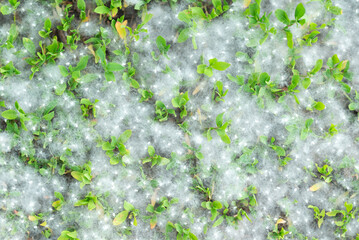 Poplar fluff strong allergen lies on the grass on the ground in summer on a Sunny day. Poplar...