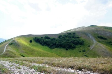 landscape in the summer