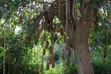 Breadfruit in a city park in Israel.