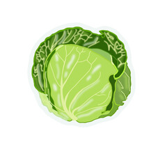 green cabbage isolated on white