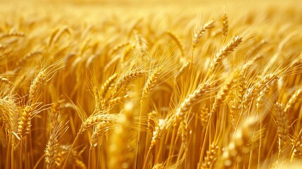 Golden wheat field ready for harvest