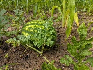 Growing Watermelon: A young watermelon nestled among the lush green leaves of its vine. This...
