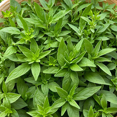 healthy fresh and dried herbs, ai-generatet