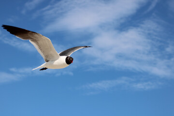 Seagull in flight
