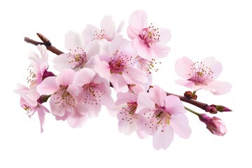 A bunch of pink flowers on a branch. Perfect for nature backgrounds - Powered by Adobe