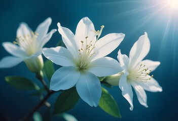 Jasmine flower closeup Realistic Light understand sun light significantly summer flower concept