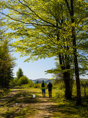 Fototapeta premium Paseo primaveral