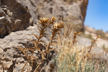 Resilient Flora Amidst Arid Majesty