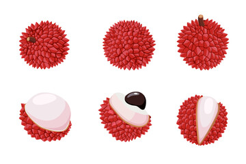 Lychee fruit vector Cartoon  isolated on white background