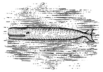 White Whale Pen and Ink Drawing