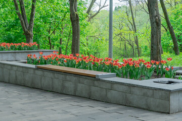 Threetier stone flowerbed flowers tulips in city park. Green leaves in composition with red buds. Stone wall with blooming tulipas in gardening. Natural floral design ornament and architecture in town