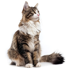 Obraz premium portrait of a cat