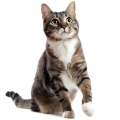 Obraz premium portrait of a cat