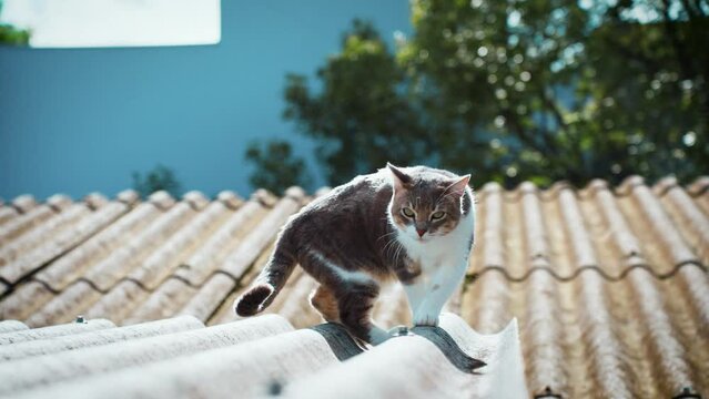 4K Gato majestoso em c&acirc;mera lenta 4K caminhando relaxante sob o sol ensolarado