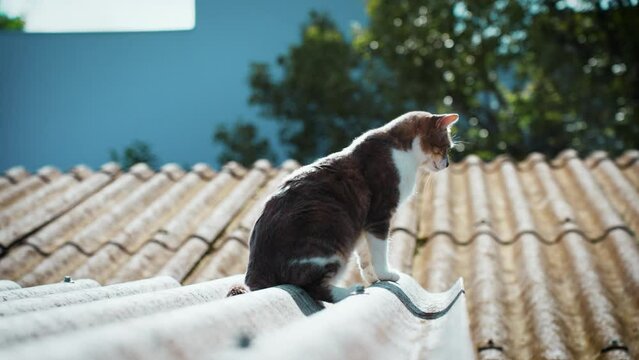 4K gatinho descansando em v&iacute;deo ensolarado em c&acirc;mera lenta