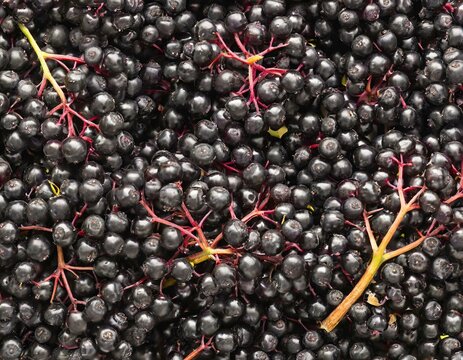 Holunderbeeren