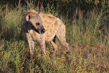 Tüpfelhyäne / Spotted hyaena / Crocuta crocuta