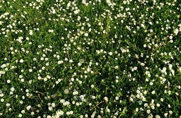 Fototapeta premium Grüne Graswiese mit weißen Gänseblümchen bei Sonne am Morgen im Frühling