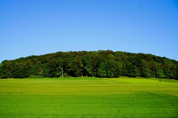 Grünes Landschaft Panorama mit Wiese, Feld und Wald vor blauem Himmel bei Sonne am Morgen im Frühling