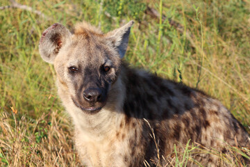 Tüpfelhyäne / Spotted hyaena / Crocuta crocuta...