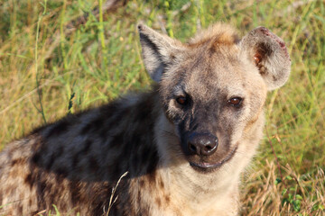 Tüpfelhyäne / Spotted hyaena / Crocuta crocuta...