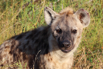 Tüpfelhyäne / Spotted hyaena / Crocuta crocuta...