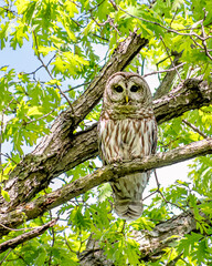 Closeup portrait of a barred owl sitting on a tree branch in spring time
