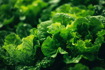 Leafy greens thriving on a high-tech farm, showcasing innovative agriculture techniques and fresh produce