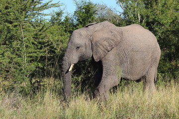 Fototapeta premium Afrikanischer Elefant / African elephant / Loxodonta africana