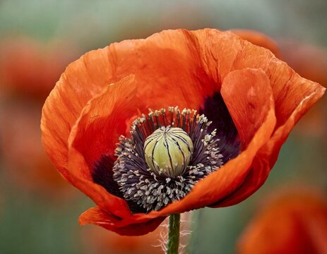 Die Mohnblume