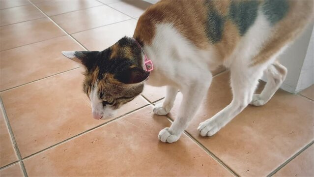 Portrait cat, Thai cat is a cute cat and a funny, good-humored .They look cute and are good pets, easy to raise as pets. It is a playful, affectionate pet ,cat it is a funny animal