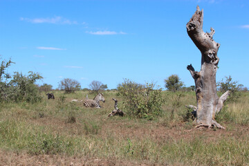 Afrikanischer Busch - Krügerpark - Südafrika / African Bush - Kruger Park - South Africa /
