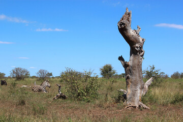 Afrikanischer Busch - Krügerpark - Südafrika / African Bush - Kruger Park - South Africa /