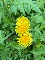 yellow dandelions on grass