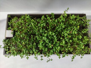 Lush watercress microgreens growing healthily in a black tray, showcasing the concept of urban...