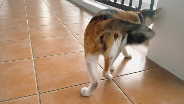 Portrait cat, Thai cat is a cute cat and a funny, good-humored .They look cute and are good pets, easy to raise as pets. It is a playful, affectionate pet ,cat it is a funny animal