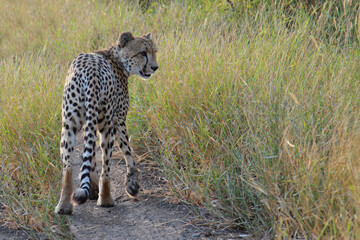 Gepard / Cheetah / Acinonyx jubatus © Ludwig