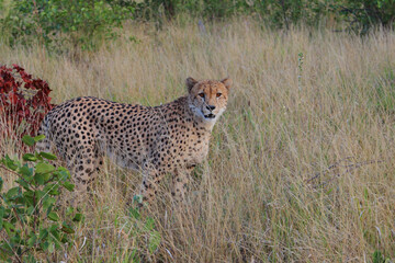 Gepard / Cheetah / Acinonyx jubatus © Ludwig