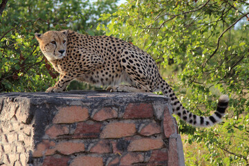 Gepard / Cheetah / Acinonyx jubatus © Ludwig