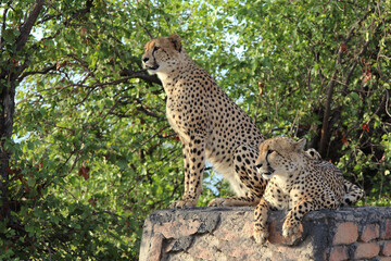 Gepard / Cheetah / Acinonyx jubatus © Ludwig