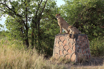 Gepard / Cheetah / Acinonyx jubatus © Ludwig