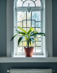 plant in window