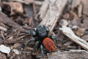 Closeup on a colorful young Phidippus johnson jumping spider with it's remarkable red abdomen, Crescent city, California