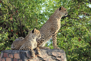 Gepard / Cheetah / Acinonyx jubatus © Ludwig