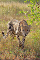 Gepard / Cheetah / Acinonyx jubatus