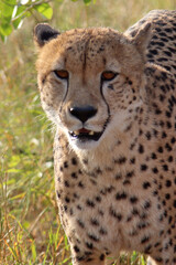 Gepard / Cheetah / Acinonyx jubatus © Ludwig