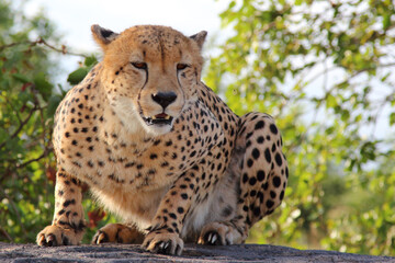 Gepard / Cheetah / Acinonyx jubatus © Ludwig