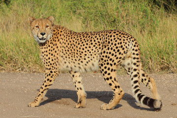 Gepard / Cheetah / Acinonyx jubatus